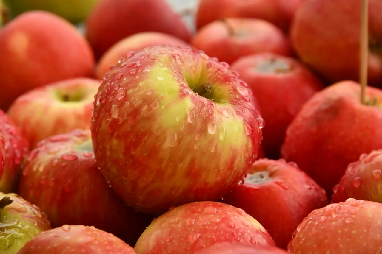Pommes à cidre du verger